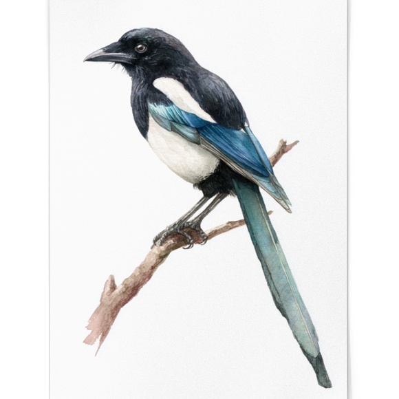 Watercolor Magpie Bird Wall Art Print, Unframed - Elegant Nature-Inspired Decor - Picture 2 of 6